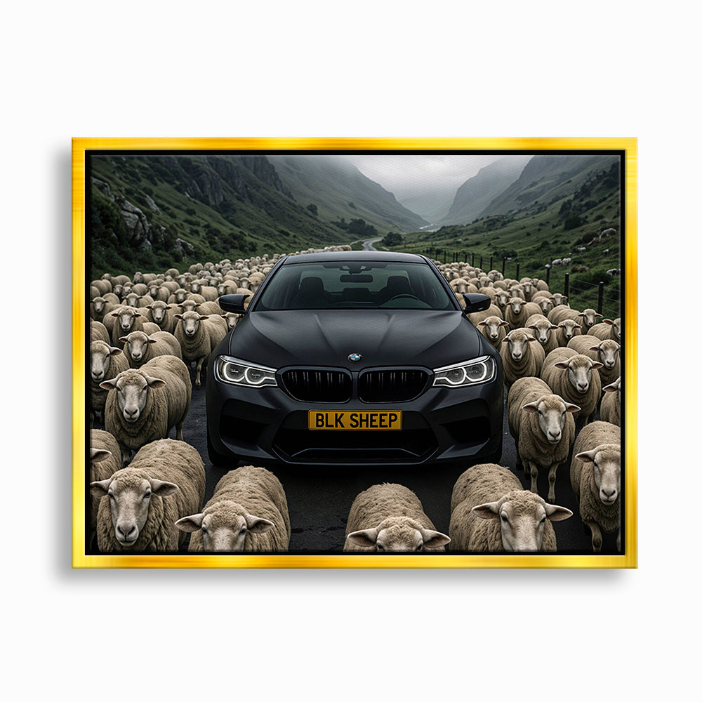 BLK SHEEP