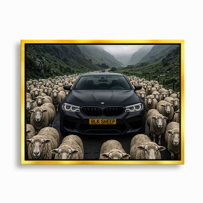 BLK SHEEP