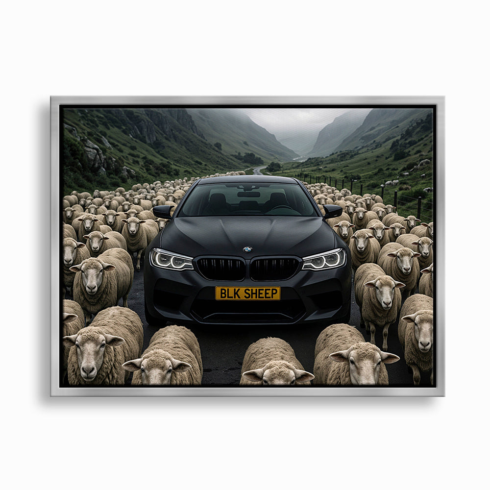 BLK SHEEP