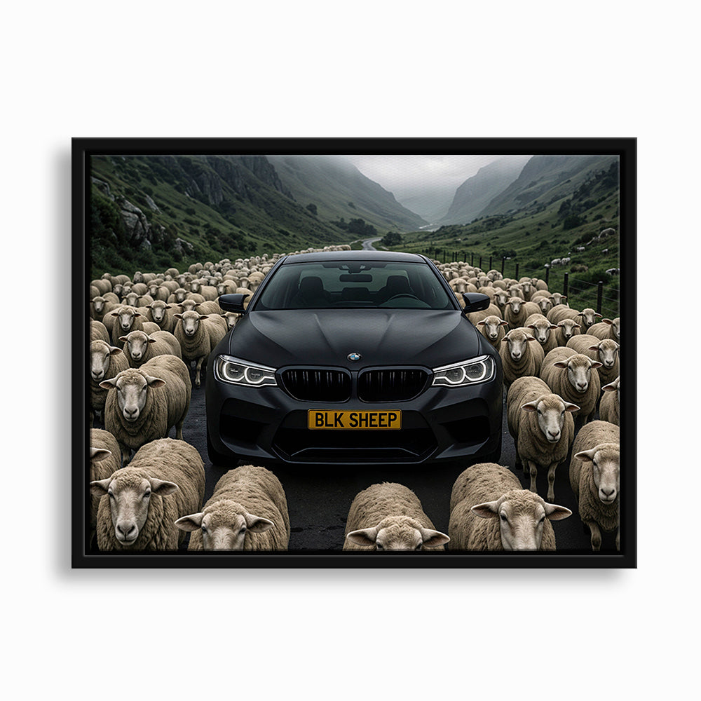 BLK SHEEP