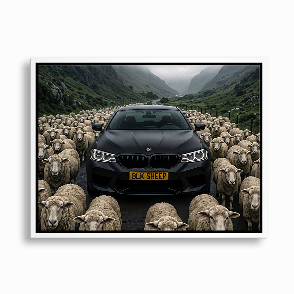 BLK SHEEP