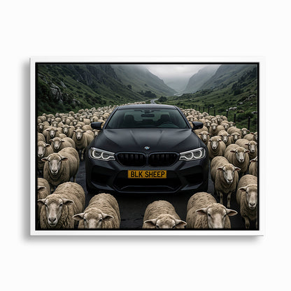 BLK SHEEP